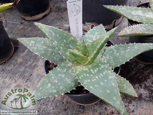 Aloe saponaria dm10/15cm- BIO